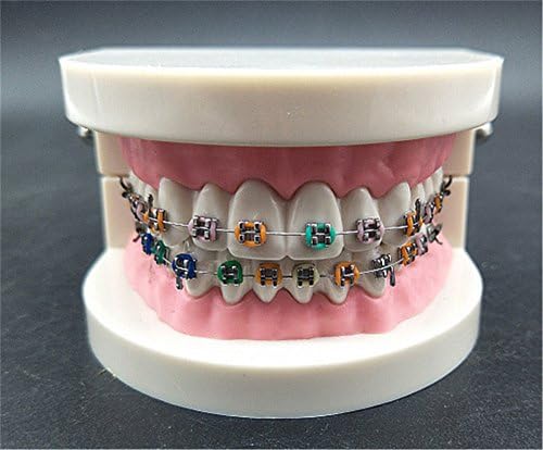 Dental Orthodontic Standard Teeth Model Brackets Tooth Study Tooth Model
