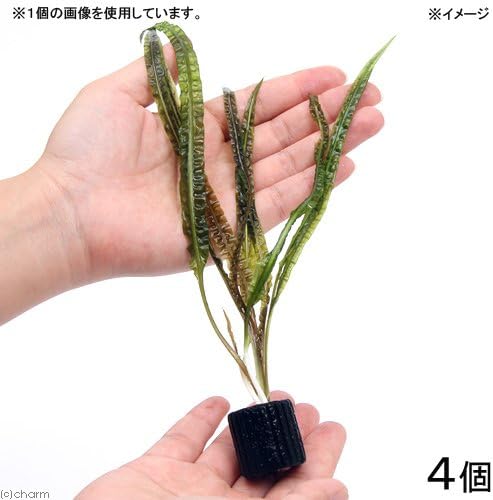 水草 マルチリングブラック 黒 クリプトコリネ バランサエ 無農薬 ４個 B00uf487z6 973円 人気海外一番 100 品質保証 全品送料無料 即日出荷 Sale開催中