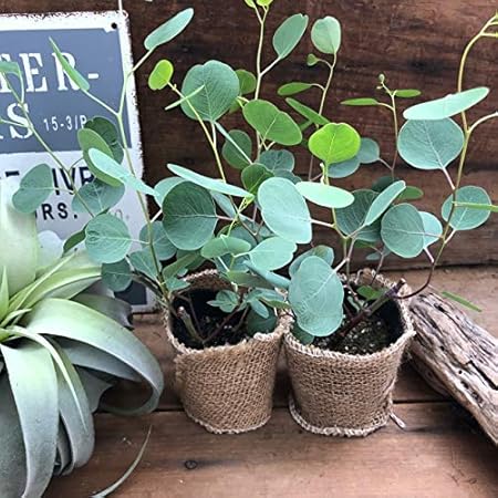Amazon ポポラス ２個セット 花粉症に効く ゆらゆら ユーカリ 観葉植物 インテリア 観葉植物 オンライン通販