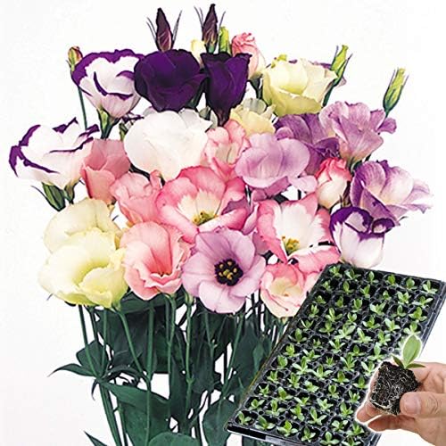 国華園 プラグ花苗 トルコキキョウ一重咲きミックス 花色無選別 70本入1トレー 21年春商品 鉢 Amazon