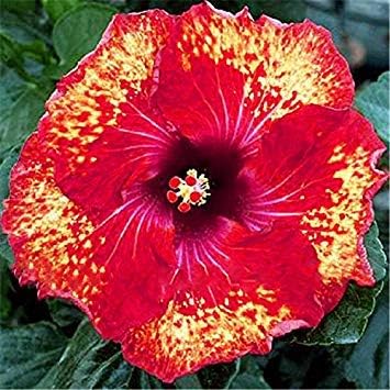 Amazon Co Jp Seedsのplat会社 で販売 花の鉢植えのための0pcsのハイビスカス種子16kinds Hibiscus Rosa ススキの花の種ハイビスカスの木の種子 ホーム キッチン