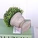 HC STAR Artificial Plant Potted Mini Fake Plant Decorative Lifelike Flower Green Plants - 1301