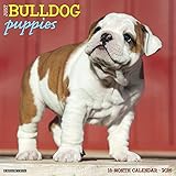 2016 Just Bulldog Puppies Wall Calendar