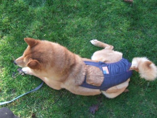 34 inches to cm pants