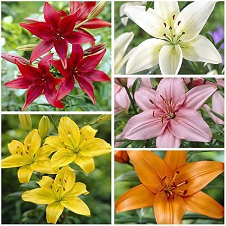 LIVE GREEN Winter Imported Flower Bulbs Rare Variety for Pot and Garden (10 Bulbs Asiatic Lily