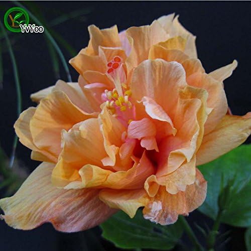 Hot Sale! Orange Hibiscus Seeds Bonsai Flower for Indoor Rooms Seed 50 Particles/lot Seeds of Hope