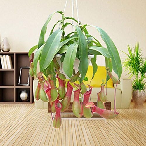 Nepenthes Mira Seeds Carnivorous Plants Seeds 100pcs/Bag Flytrap Plants Seeds Home Garden RARE Bonsai