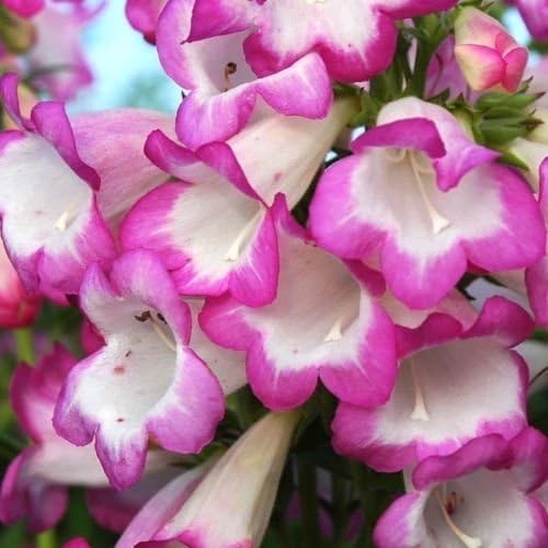 Pack X6 Special Pensham Penstemon 'Laura' Perennial Plug Plants