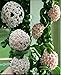 Mr.seeds hoya seeds, potted seed, hoya carnosa flower seed Garden plants, perennial planting - 100 seeds indoor plants