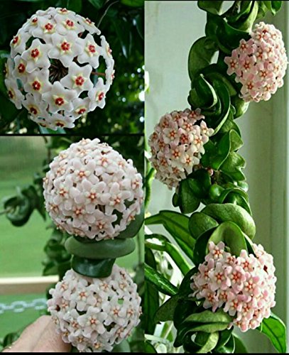 Mr.seeds hoya seeds, potted seed, hoya carnosa flower seed Garden plants, perennial planting - 100 seeds indoor plants Mr.seeds hoya seeds, potted seed, hoya carnosa flower seed Garden plants, perennial planting - 100 seeds indoor plants