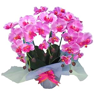 光触媒 枯れない胡蝶蘭 3本立 (造花) 赤