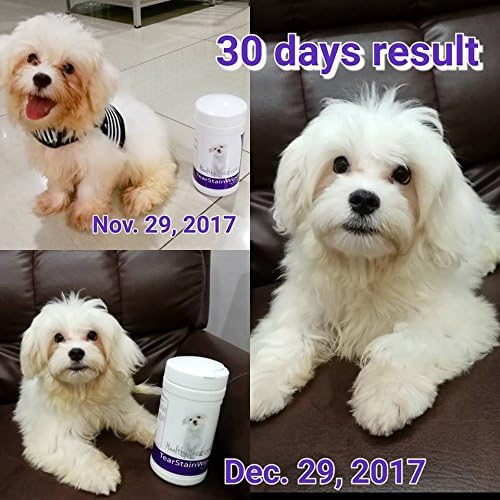 maltipoo tear stains