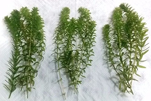 New Anacharis Egeria Elodea Densa Tropical Live Aquarium Aquatic Plant BUY2 +1 Free