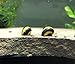 5 Zebra and Assorted Thorn/Horned Nerite Snails (Clithon corona/diadema/sp.) (1/4 to 3/4 inches) - Live Snails by Aquatic Arts