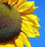 Mongolian Giant Sunflower 20 Seeds - Huge Seeds - Tall