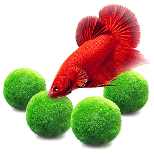 Luffy Betta Moss Balls, Vibrant Green Marimo Moss Balls, Beautiful and