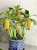 30 Pcs Dwarf Banana Seeds Bonsai Tree,Tropical Fruit Seeds,Bonsai Balcony Flower for Home Planting,Germination Rate of 95%