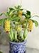 30 Pcs Dwarf Banana Seeds Bonsai Tree,Tropical Fruit Seeds,Bonsai Balcony Flower for Home Planting,Germination Rate of 95%