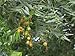 10 Neem Tree Seeds Azadirachta Indica / Nimm Vembu Arya Veppu Azad Dirakht Nimba