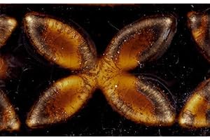 Amaco Potter's Choice Glaze - Ancient Copper, PC-56, Pint