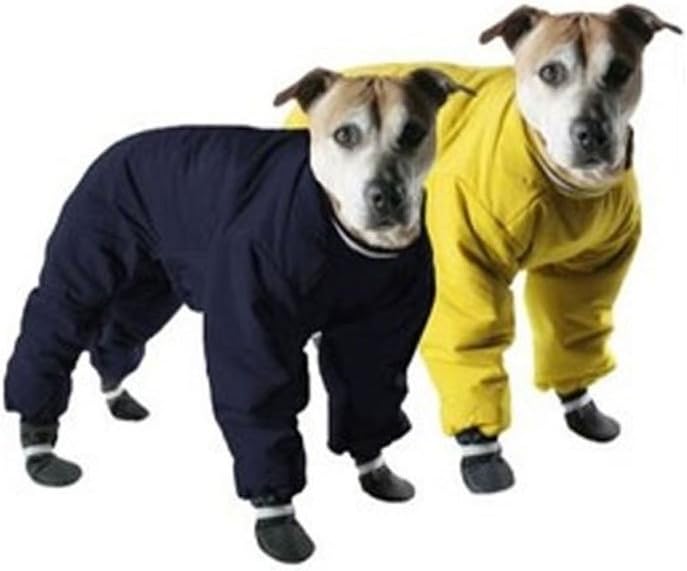 older chihuahua for adoption