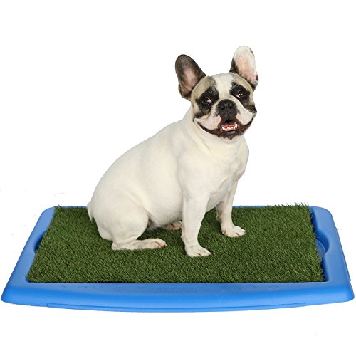 Wizdog Vs Ugodog Reviewed Which Indoor Dog potty is Best?