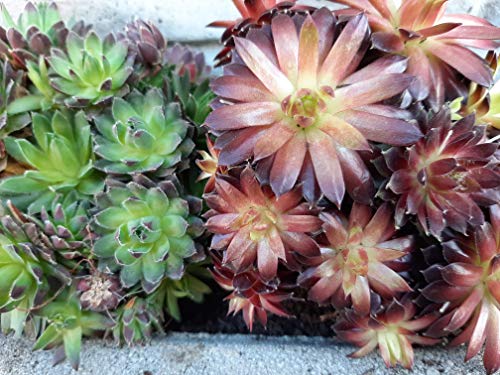 Wunderschöner Steingarten-Stauden-Mix 10 Stück im Topf Sempervivum – Bild 3