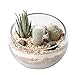 Mkono Air Plant Terrarium Globe 5 7/8Inch Succulent Glass Planter Container Bowl Shaped