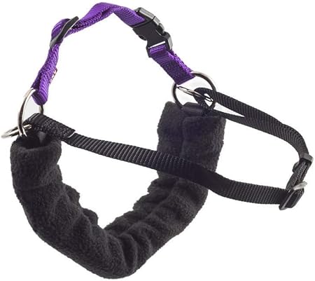 miniature pinscher and german shepherd mix