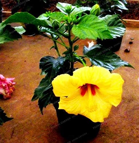200 Hibiscus Flower Seeds Bonsai Mini Hibiscus Bonsai Flower Bonsai Outdoor Plant Bonsai for Home Garden Easy to Grow Seeds (8)