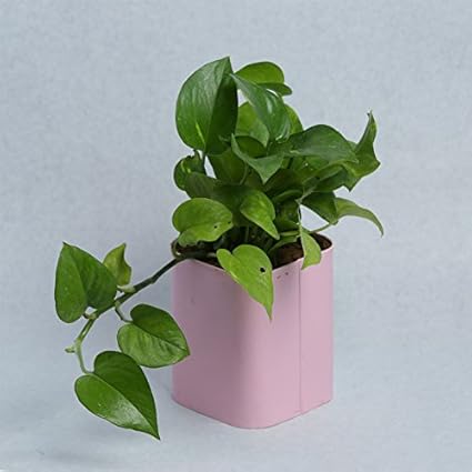 GRASSPER Metal Rectangle Metal Pot with Tray Set in Assorted Colours/Decorative Window Flower Pot with Glossy Finish/Plant Container - Pink