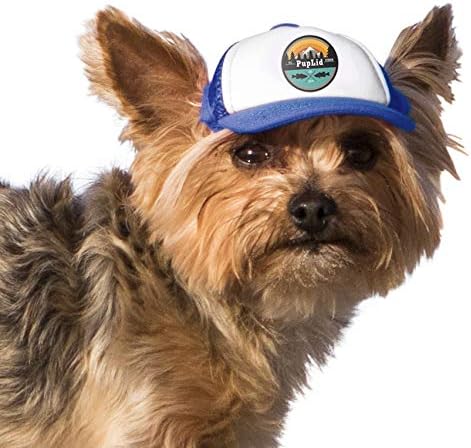 dog breeds under 10 lbs