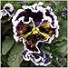Package of 600 Seeds, Rococo Mixed Pansy (Viola germania) Open Pollinated Seeds by Seed Needs