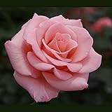 Flawless Rose Bush | Organic Grown Nearly Thornless Rose Fragrant Pink Flowers | 4 Inch Container Potted