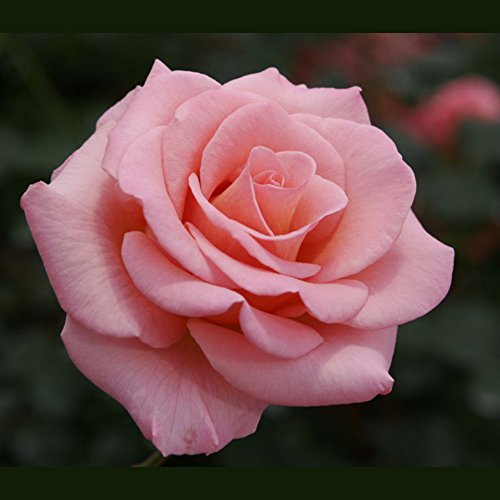 Flawless Rose Bush | Organic Grown Nearly Thornless Rose Fragrant Pink Flowers | 4 Inch Container Potted Flawless Rose Bush | Organic Grown Nearly Thornless Rose Fragrant Pink Flowers | 4 Inch Container Potted