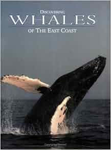 Discovering Whales Of The East Coast Stephan Mullane