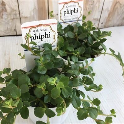 Amazon カランコエ フィフィ9cmポット ミニ観葉 観葉植物 観葉植物 オンライン通販 Amazon カランコエ フィフィ9cmポット ミニ観葉 観葉植物 観葉植物 オンライン通販
