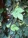 Nugget Beer Hops Vine - Humulus - Grow your own Beer! - 4