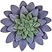 Purple Succulents Metal Wall Flowers Botanical Purple Succulent Metal Wall Decor