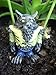 Fiddlehead Fairy Garden 