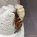 Josh's Frogs Male Madagascar Hissing Cockroach (Gromphadorhina portentosa)