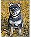 Shiba Inus (Complete Pet Owner's Manuals)