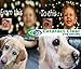2 x 15ml Bottles of The Best Cataract Treating Eye Drops Anywhere, 2% N-Acetyl-Carnosine. Twice as Strong as Most Similar Products. Holistic & Proven Effective. for People & Pets!