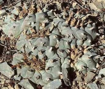 Lophophora williamsii v El Retiro - - 3 semillas: Amazon.es: Jardín