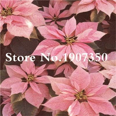 Kalash New 100 pcs Poinsettia Plant Seeds for Gardening Light Pink 1