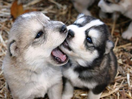Art Silk Fabric Cloth Rolled Wall Poster Print - Dogs Puppies Husky Playful - (Size:28x20 Inches)