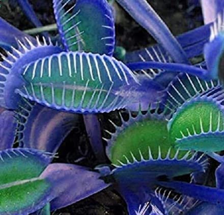 Generic 100pcs Venus Fly Trap Plant Seeds - Blue Green for Indoor Gardening