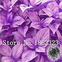 Pinkdose 120 Piezas de Hoja Grande Bonsai de albahaca Italiana ...