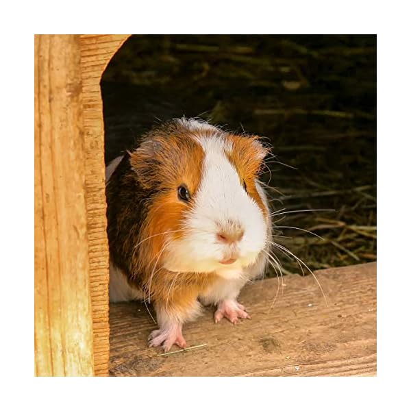 Extra Select Dry Guinea Pig Mix Bucket, 5 Litre