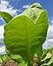 Rare Organic seeds Smoking Tobacco "Virginia Gold" (Nicotiana tabacum) 700 Seeds